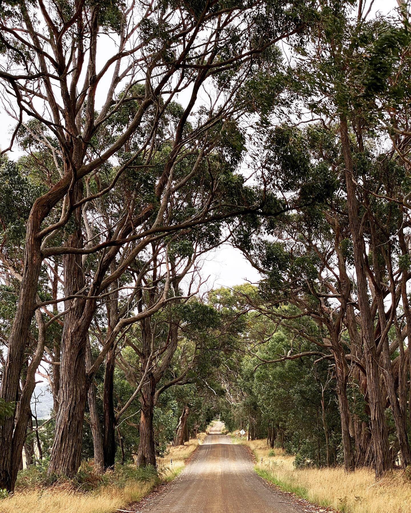 Just soaked up all the goodness taking the roads less travelled to my work meeting at the absolutely stunning @lyonswillestate yesterday. It was so good for the soul and the view on the hilltop overlooking the Estate - well, it simply took my breath 