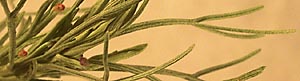 Coastal Sage