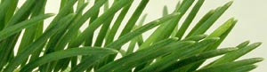 Douglas Fir