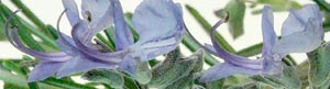 ROSEMARY