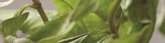 Lemon Verbena