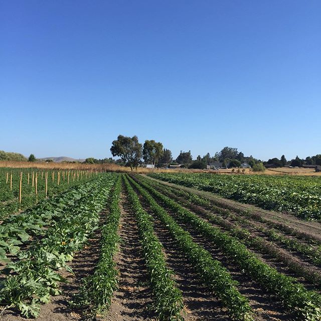 Mixed specialty crops in Petaluma field at Allstar Organics. #marinorganic #marinfarms #localfood #tomatoes #organic #marinfarmersmarket #marinorganic #