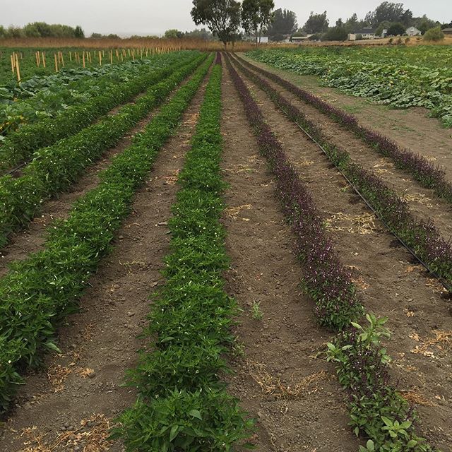 Petaluma field of basil at Allstar Organics farm. #organic #localfood #allstarorganics #petaluma #basil