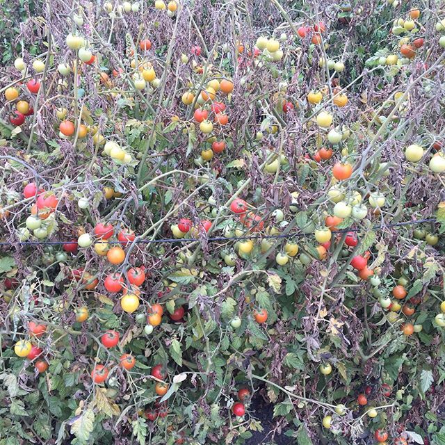Organic Cherry tomatoes finishing off in Allstar Organics Petaluma field. #marinfarms #allstarorganics #petaluma #marinfarmersmarket #tomatoes #cherryomatoes #heirloom
