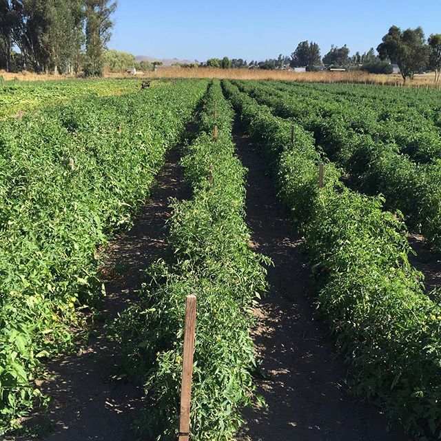 Acres of heirloom tomatoes in our Petaluma field. #allstarorganics #marinfarmersmarket #marinfarms #organic #localfood #tomatoes #organic