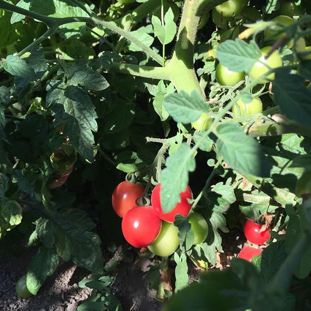 Pretty little New Girl tomatoes growing in Petaluma field at Allstar Organics farm. #organic #tomatoes #localfood #marinfarms #marinfarms#marinorganic