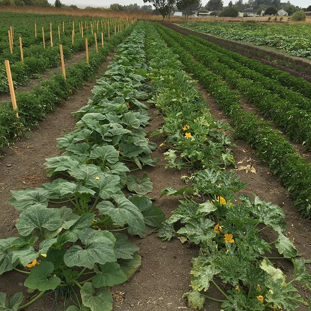 Summer squash and peppers growing in Petaluma at Allstar Organics farm. #basil #petaluma #allstarorganics #localfood #organic #marinfarms #marinfarmersmarket