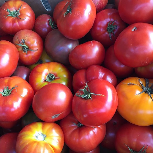 Ripe heirloom tomatoes harvested in Petaluma at Allstar Organics farm. #heirloom #tomatoes #marinfarmersmarket #petaluma #allstarorganics #localfood #organic