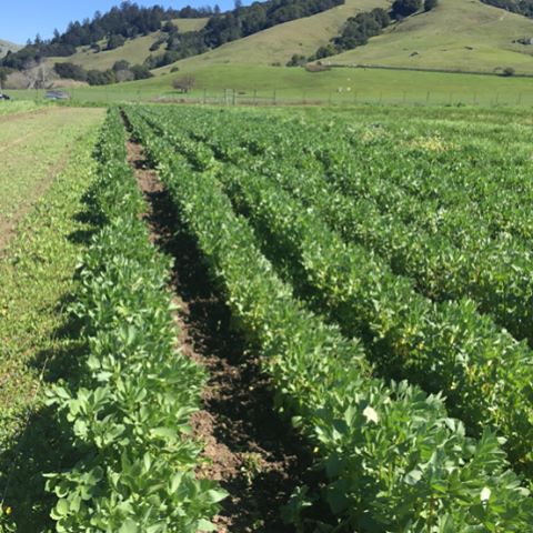 #allstarorganics Nicasio Valley field. We are looking at our largest planting of garlic to date, both hardneck and soft neck. We grow green garlic, uncured hardneck garlic, scapes, cured garlic, and produce dried garlic for our famous organic garlic 