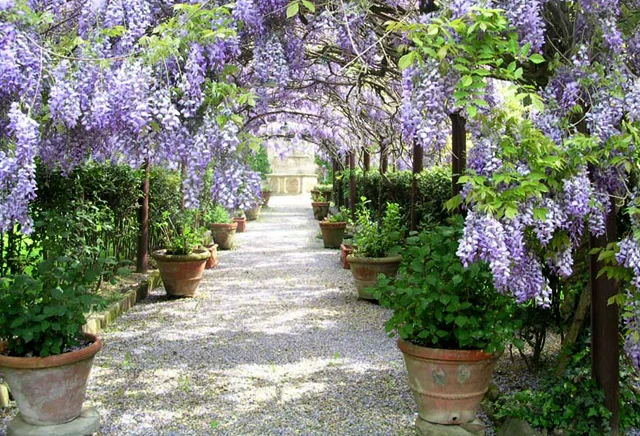 LS-Wisteria Arbor.jpg