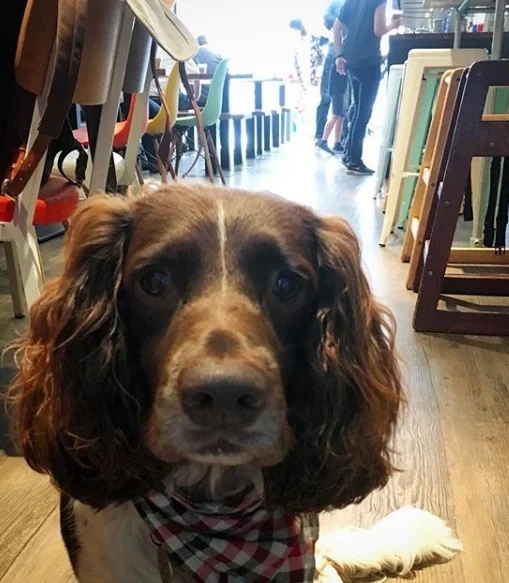 Press-Room-Coffee-Shop-dog-friendly-cafe.jpg