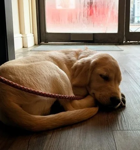 Press-Room-Coffee-Shop-sleeping-dog.jpg