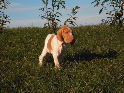 Onze Seppe