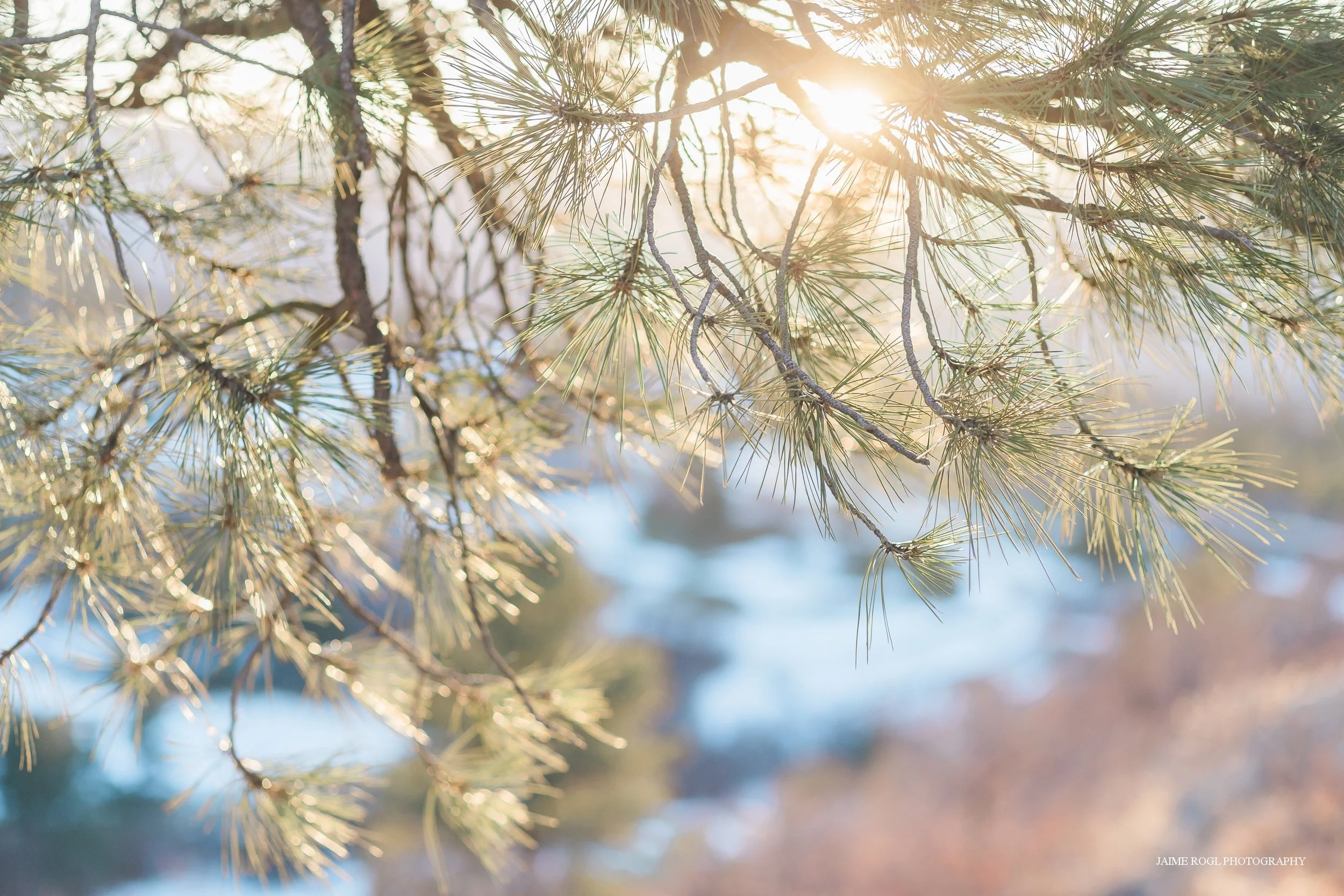 Tree-1.jpg