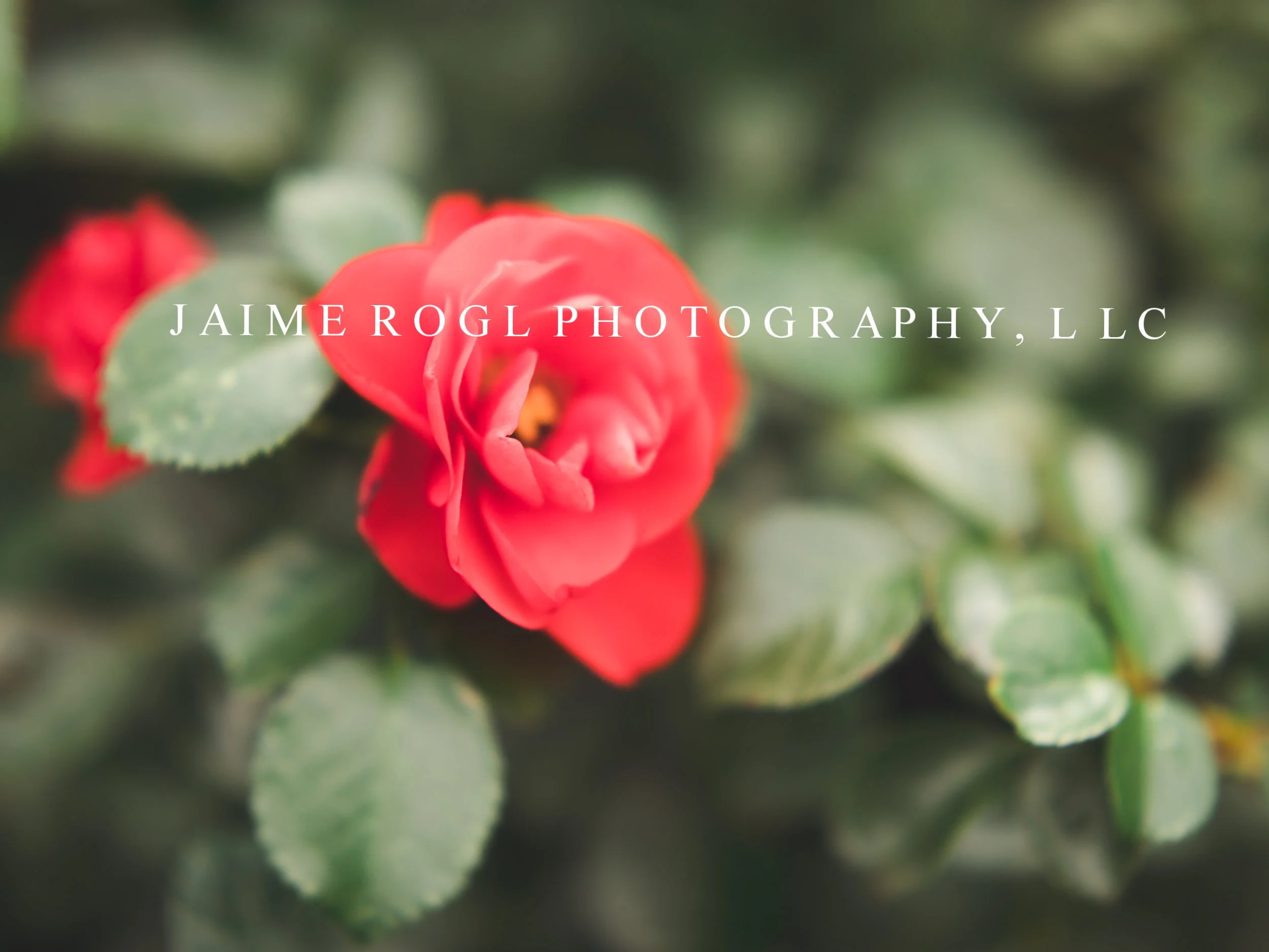 roses-3.jpg