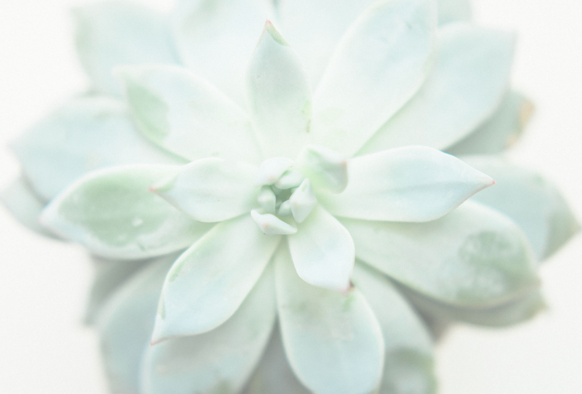 JRP_SUCCULENT_BACK2.png
