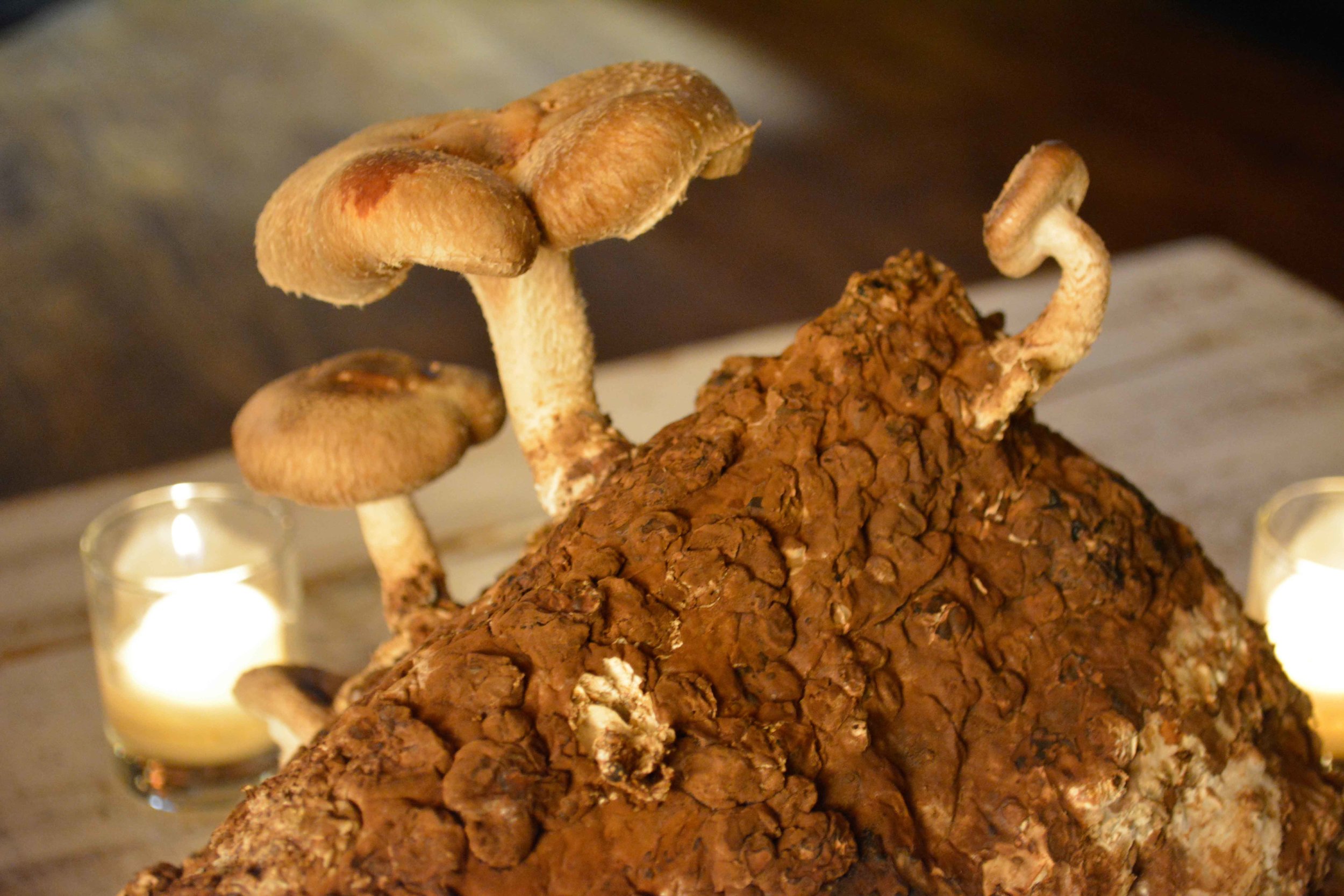 SSS_mushroom_growth.jpg