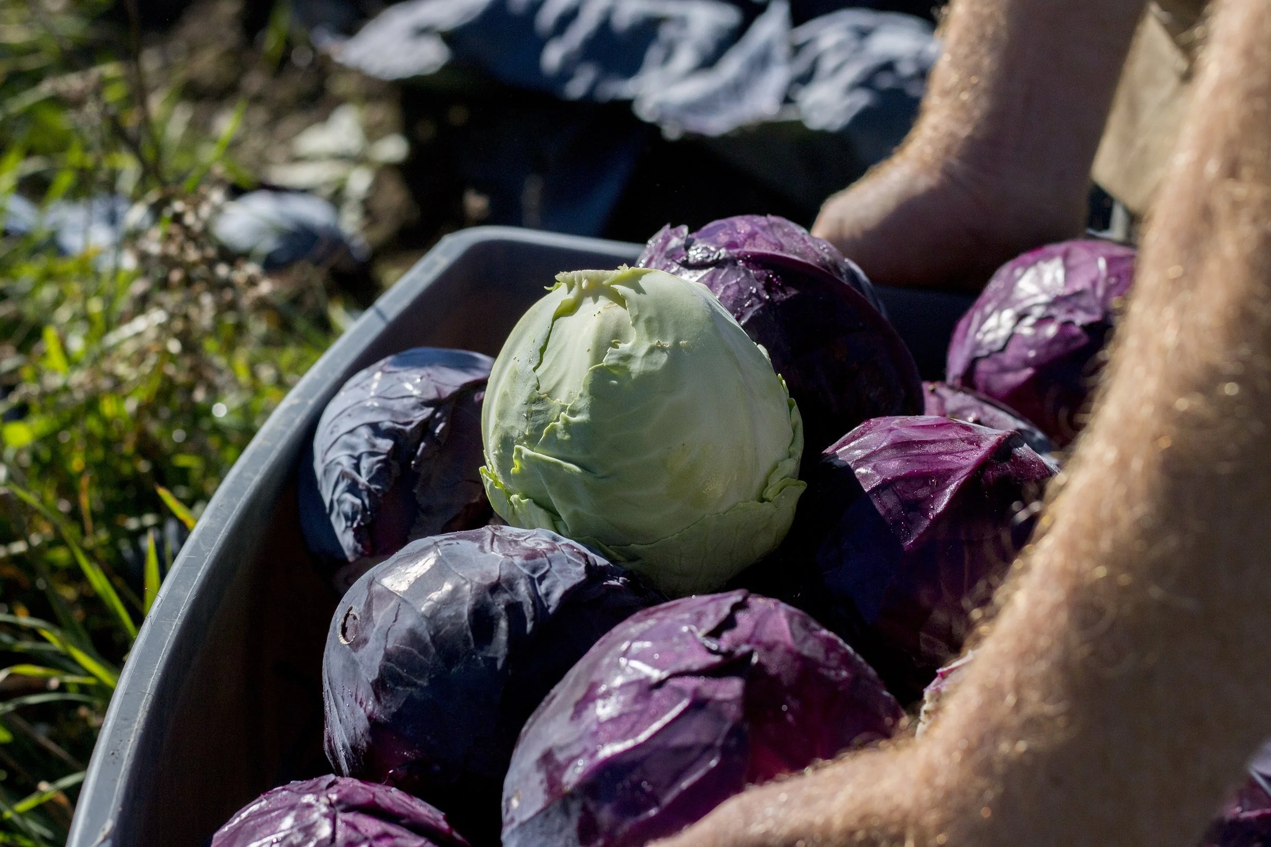 After harvesting the cabbages, Munzer places them in his pickup truck. 