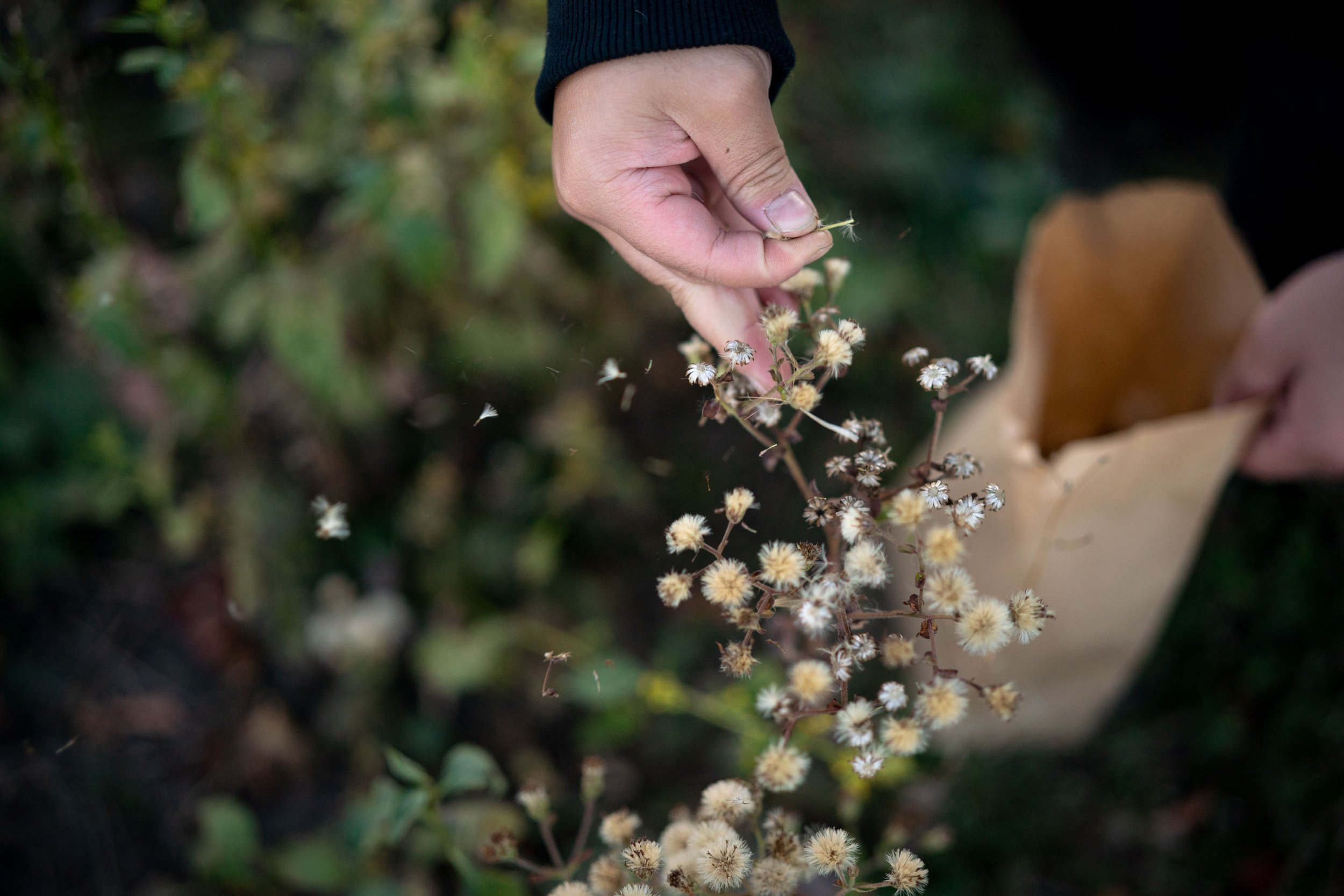  A teen a part of the Urban Roots Conservation Program collects seeds from native plants at Hazelwood Park Oct. 18, 2022 in Maplewood, Minn. For many of the teens working for Urban Roots, this is their first job. Every summer, the organization hires 