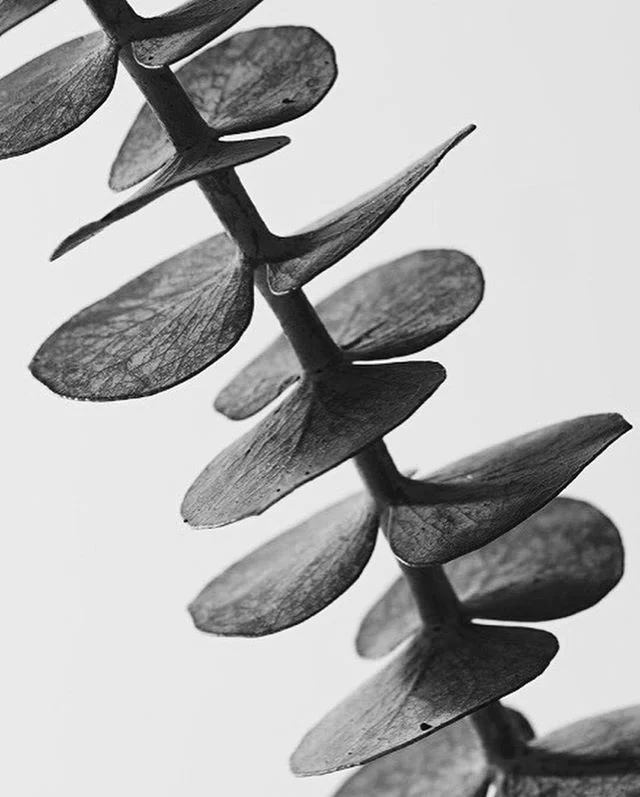 Working on some new still life work. 
Let me know if there are fruits, vegetables or plants you think are cool. - I&rsquo;m looking for items with interesting shapes or skin. -
-
-
-
-
-
-
-
-
-
-
-
-
-
-
-
-
-
-
-
#blackandwhite #mood #stilllife #st
