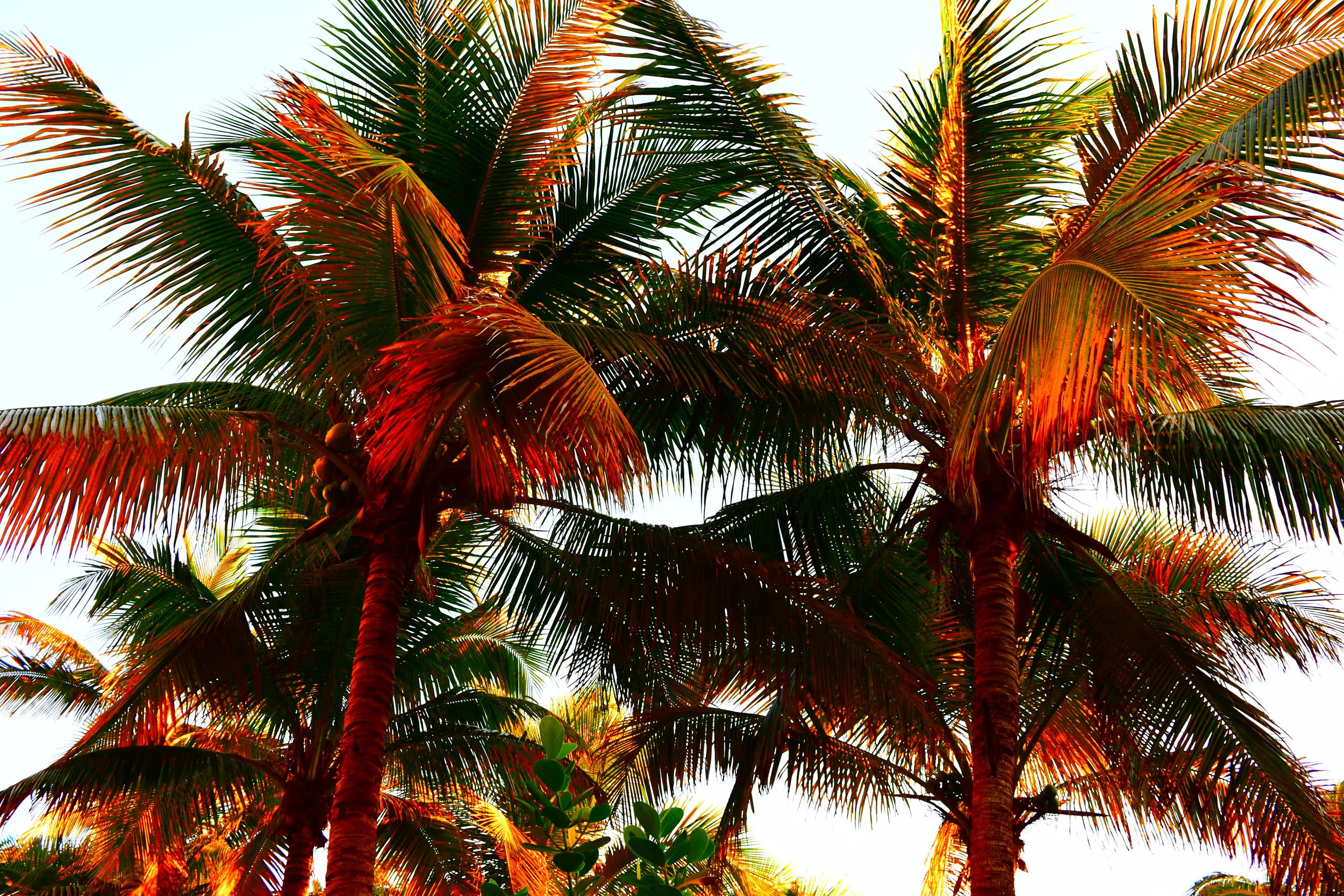  Proud morning palms on Miami Beach. 