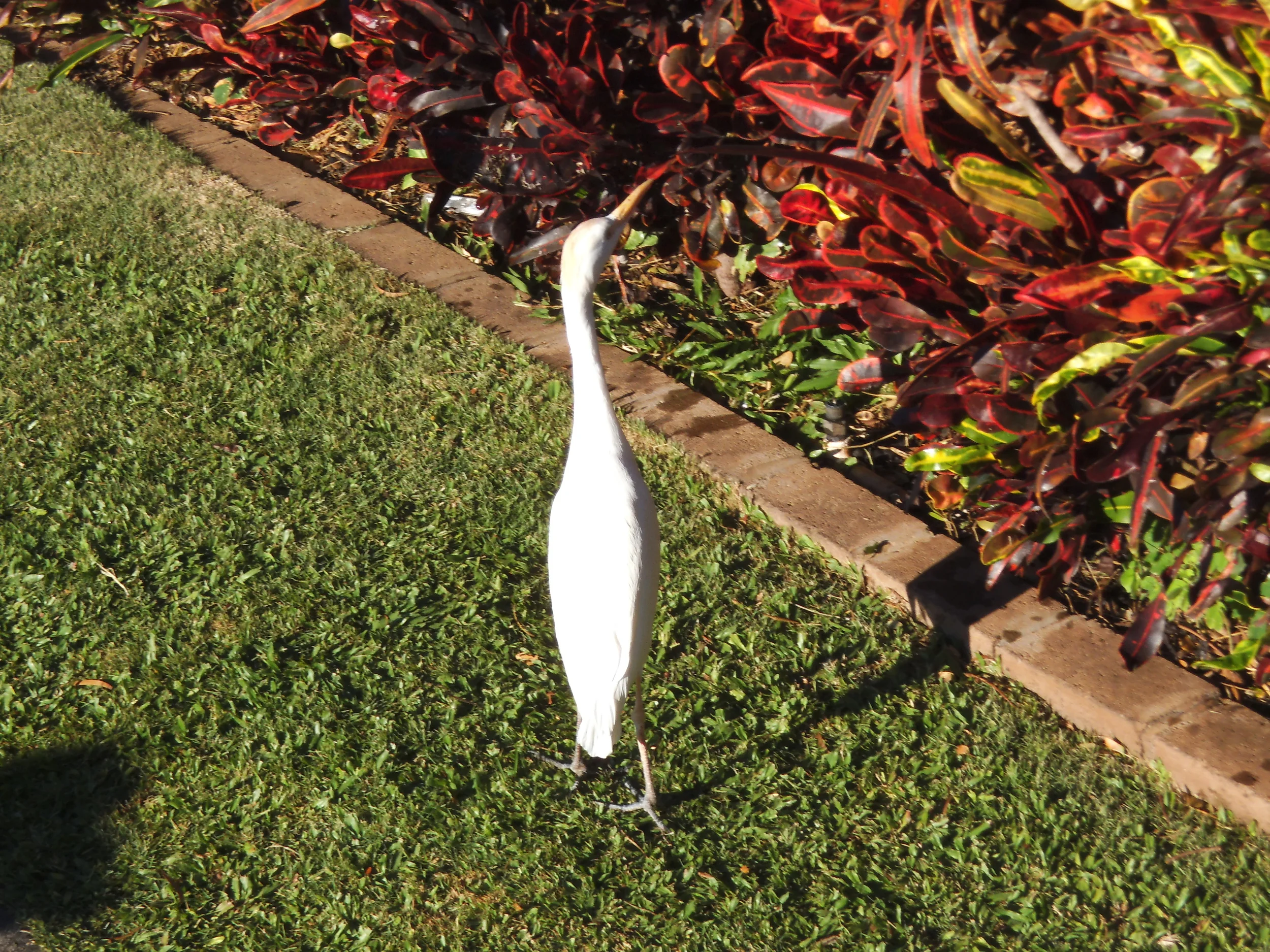  Beautiful bird chilling in Maui. 