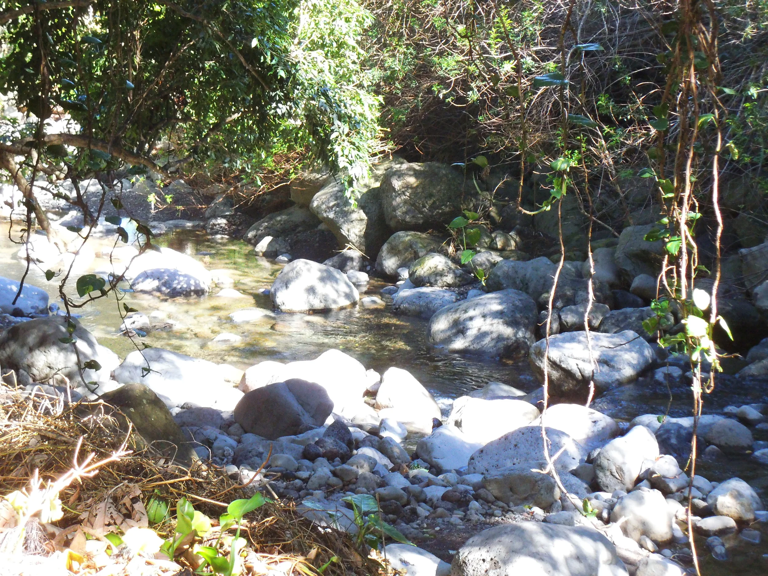  Beautiful creek in Maui, HI, at garden dedicated to folks of Japanese heritage. 