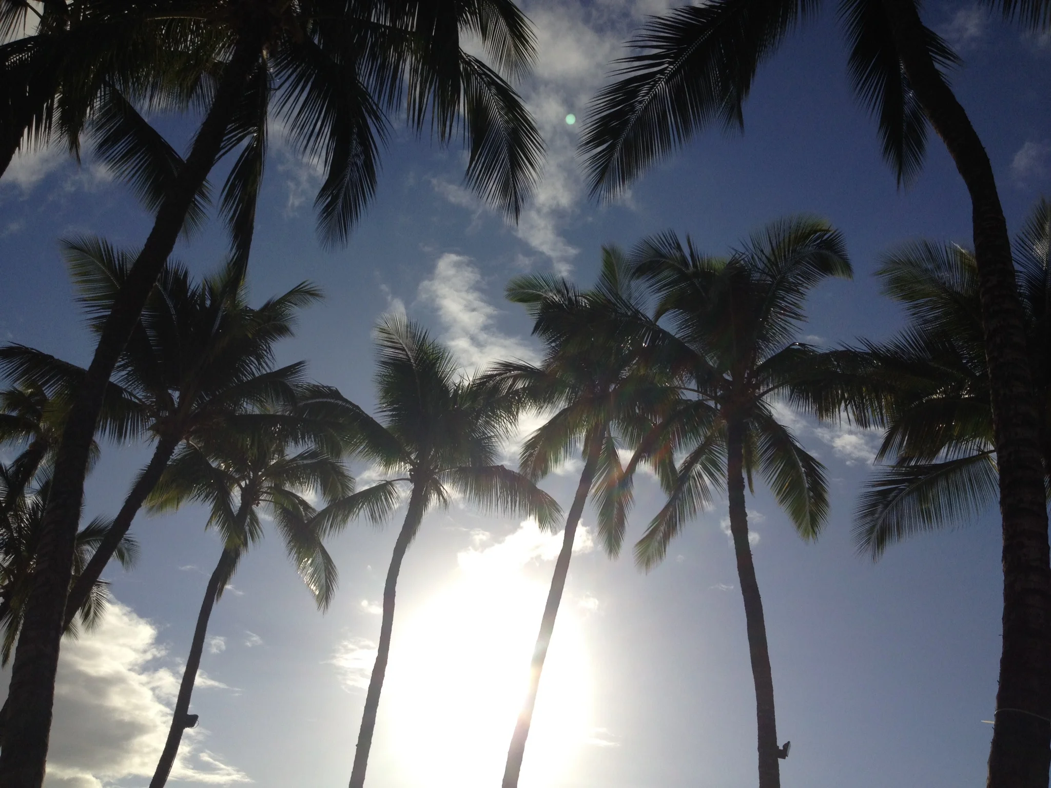  Maui palms standing proud. 