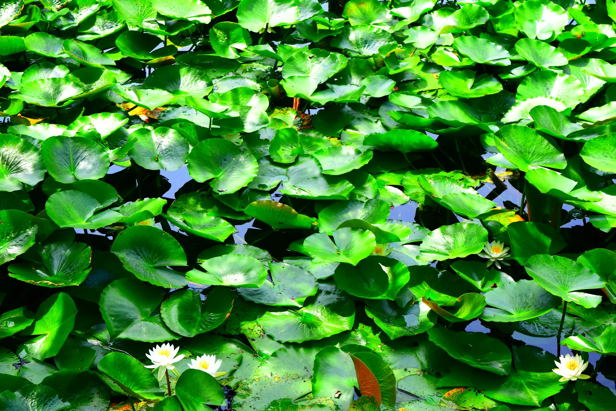  Kyoto garden park lillies. 