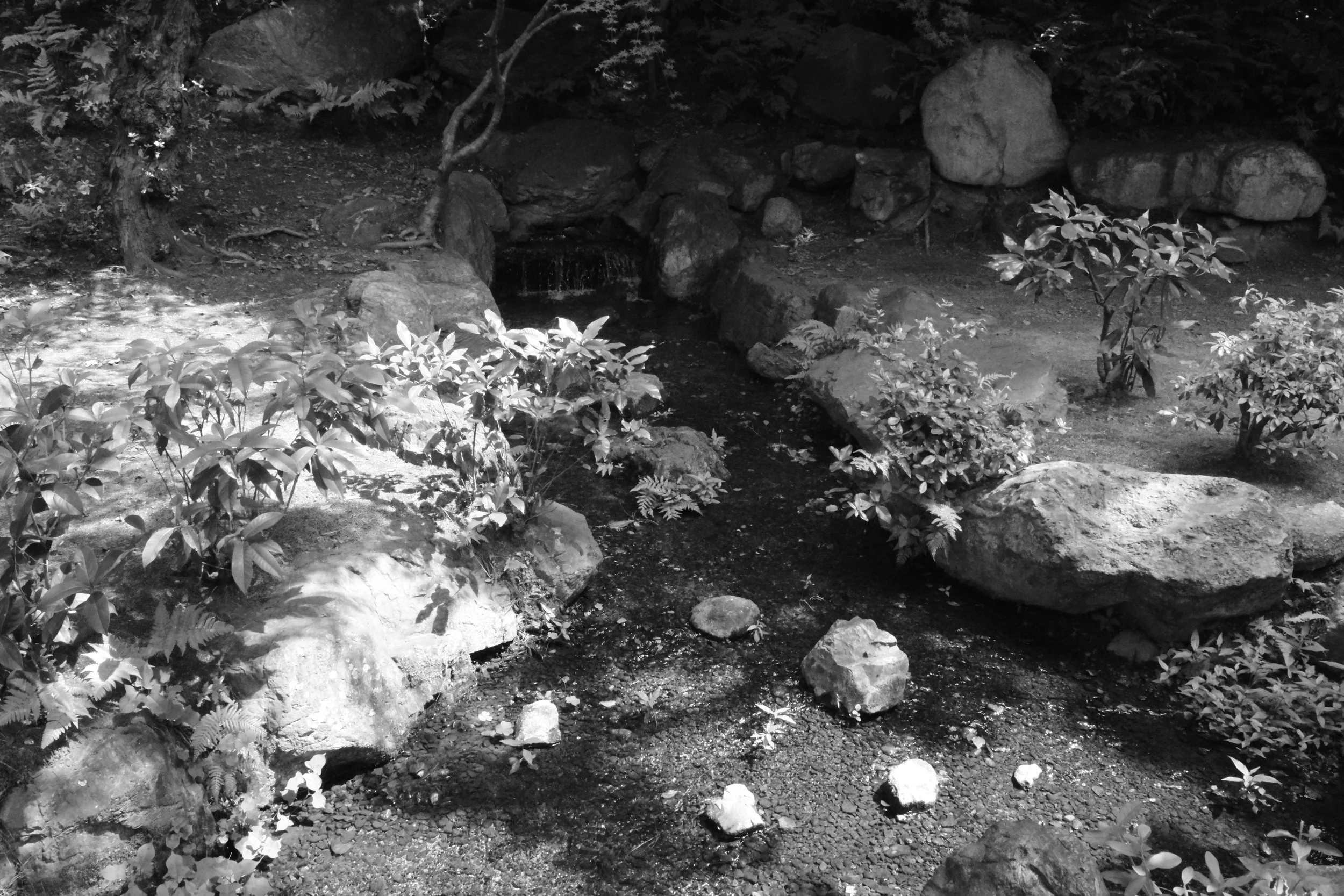  Kyoto park garden in black and white. 