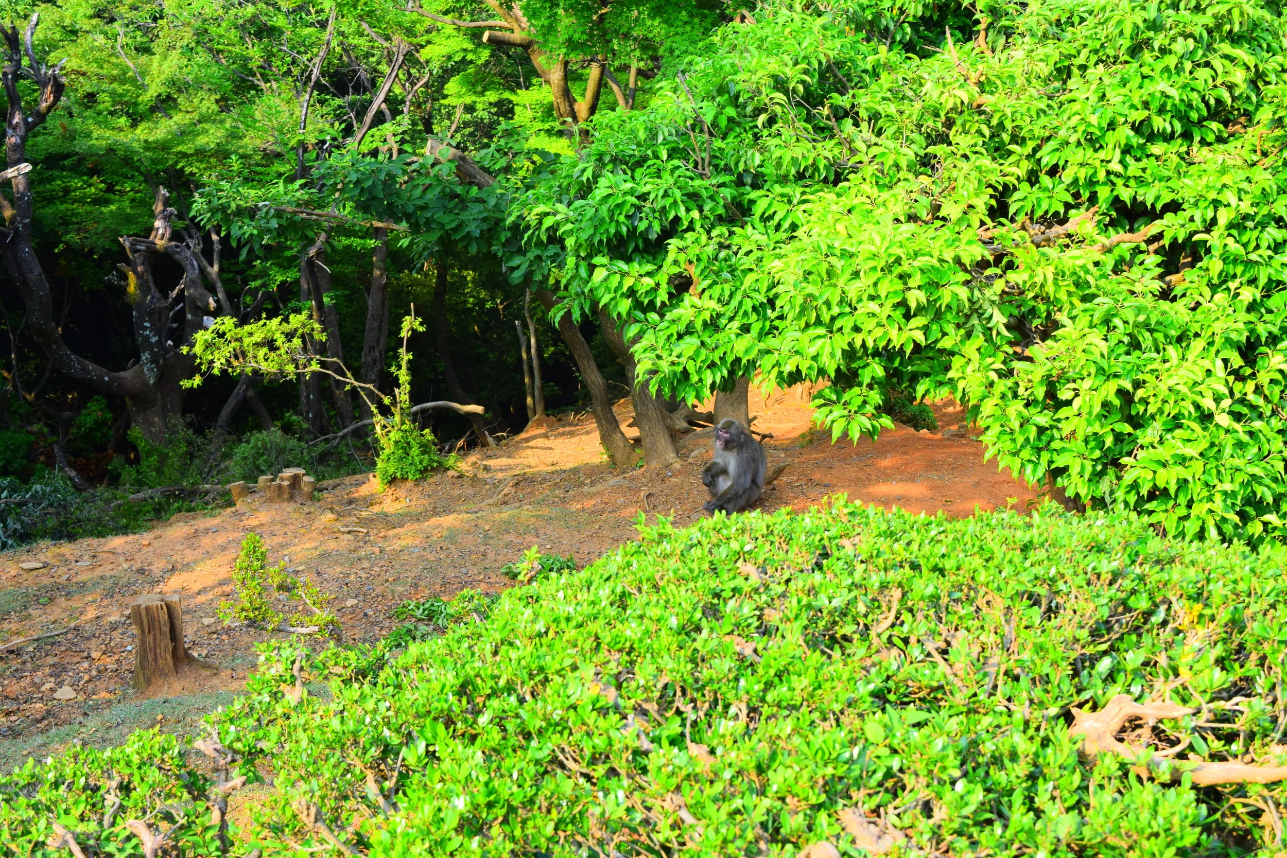  Monkey Beach in Kyoto. 