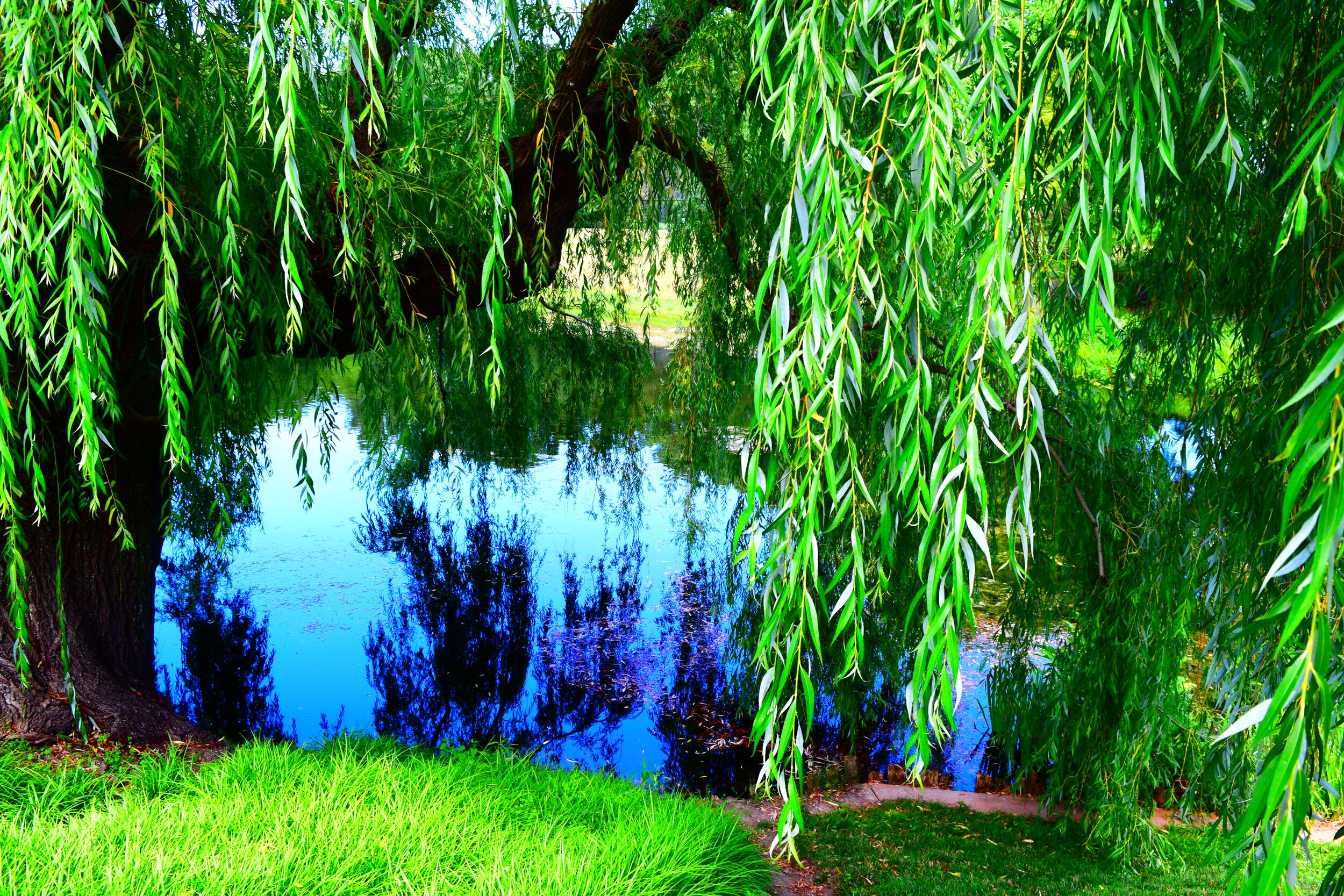  Chicago Botanical Gardens 