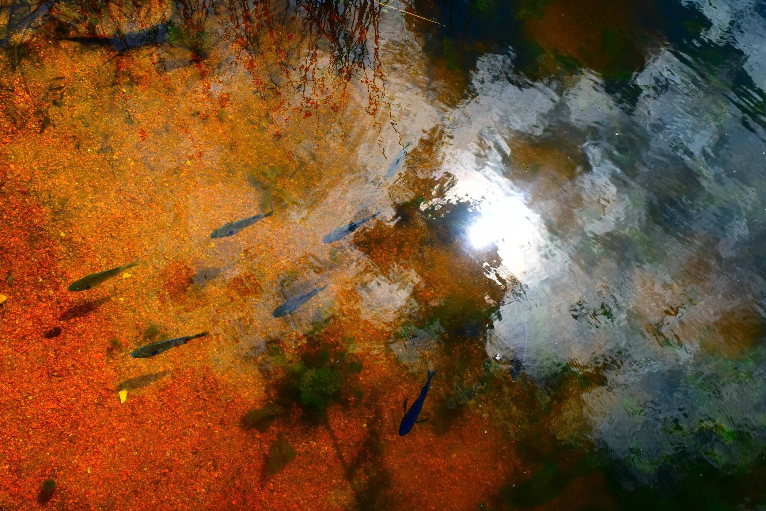  Special water scene at Chicago Botanical Gardens. 