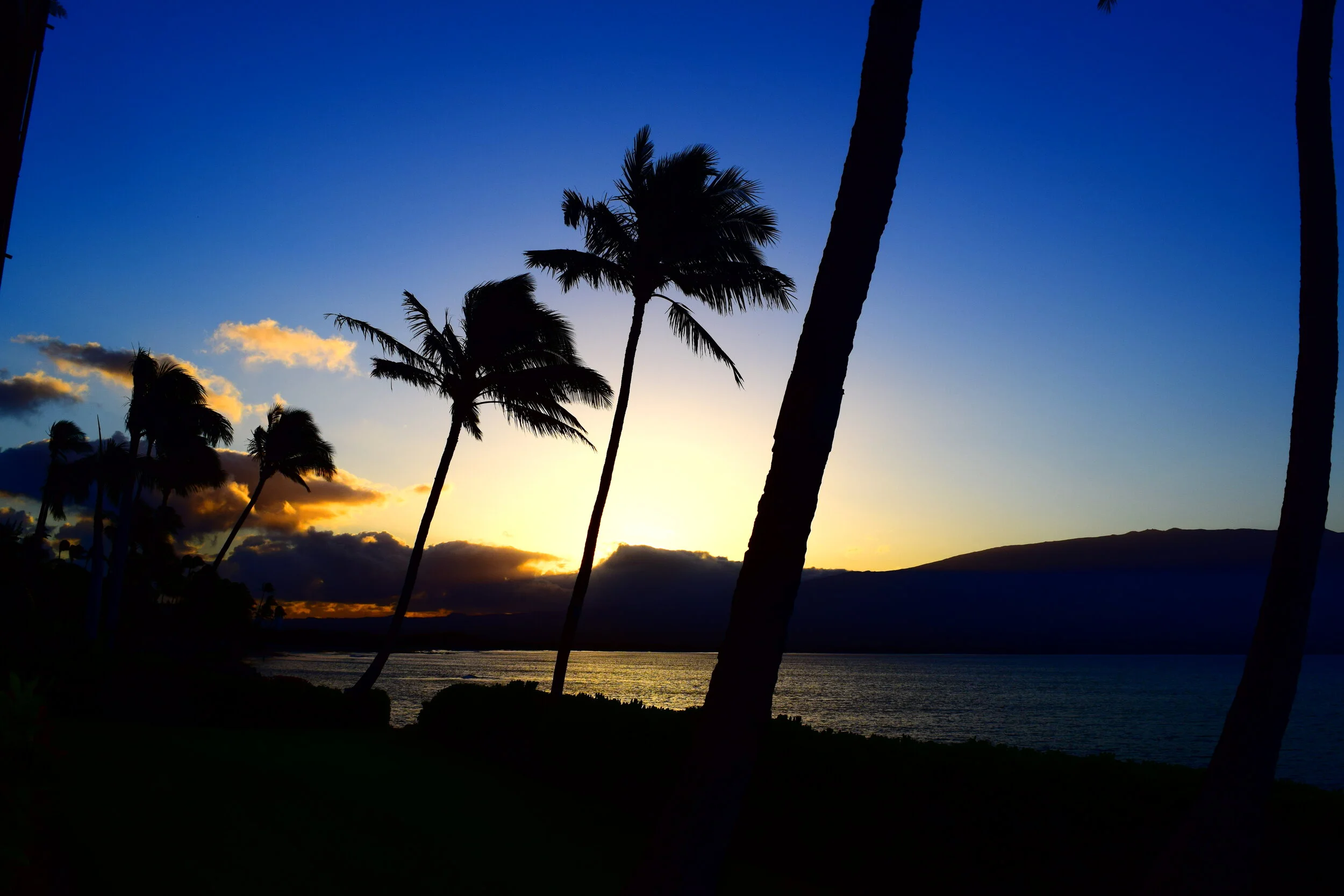  Palms against a setting sun in Maui. 