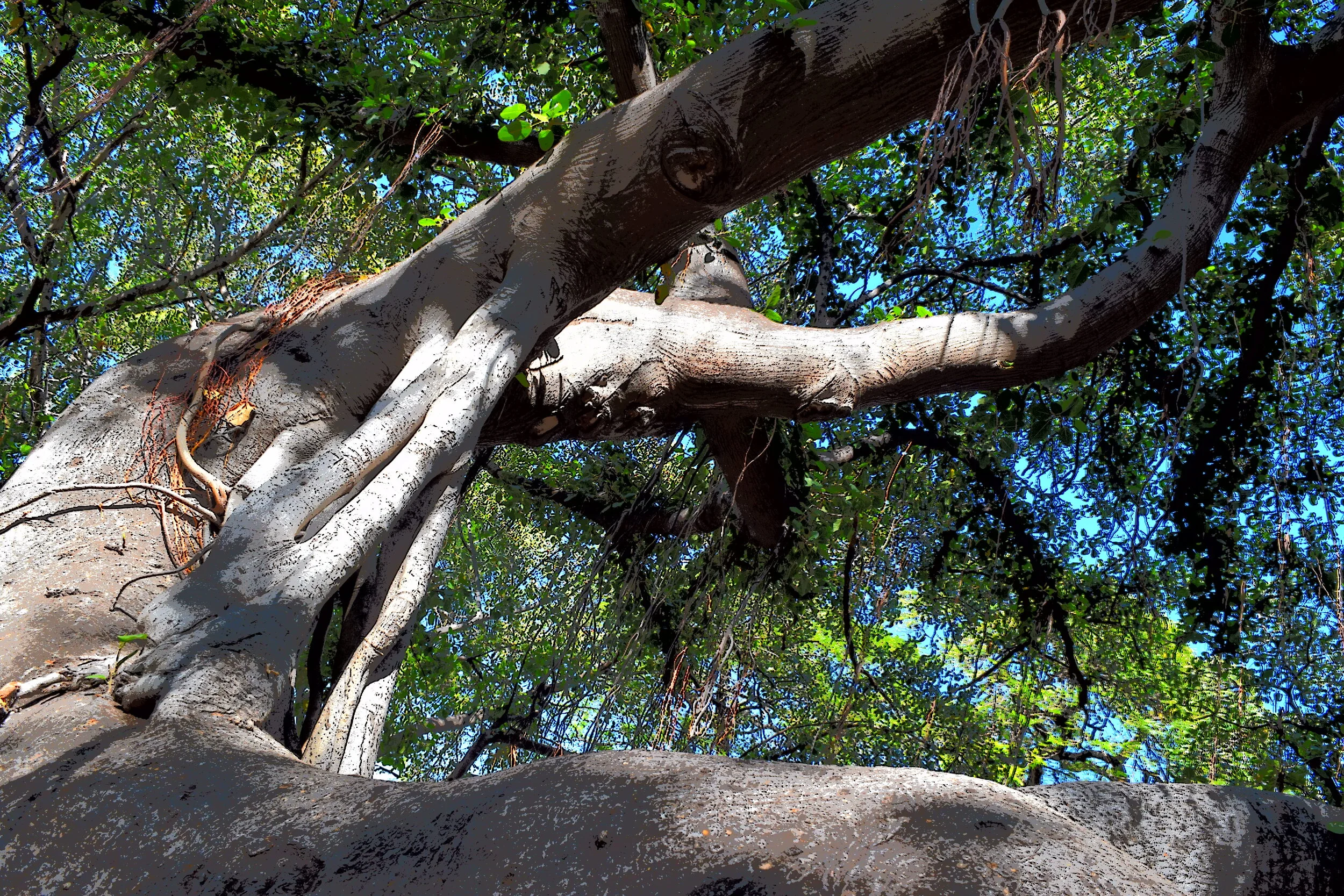  The Great Tree in Lahaina, Maui, that survived the Great Fire. 