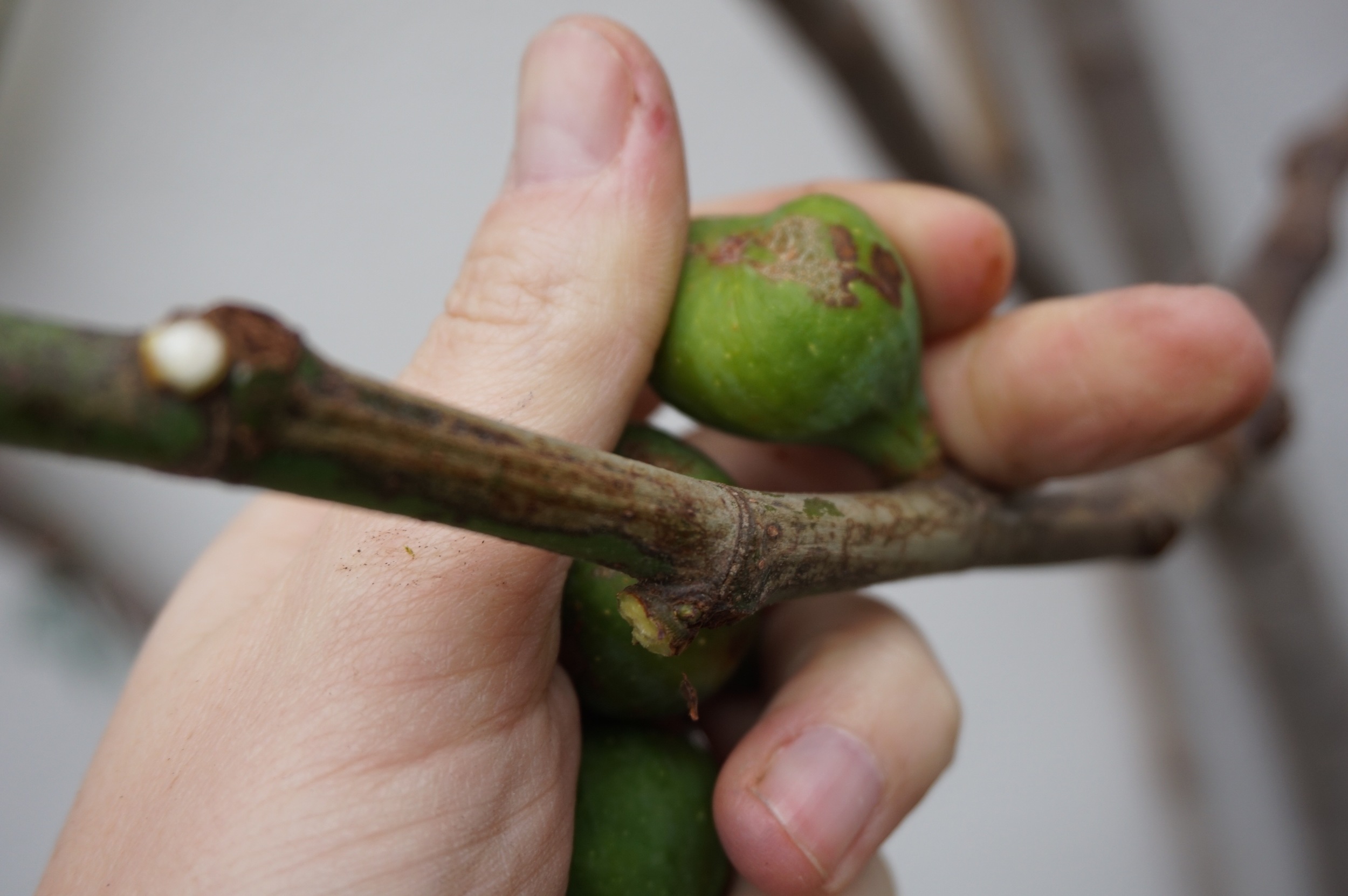 GARDEN HEALTH CHECKS