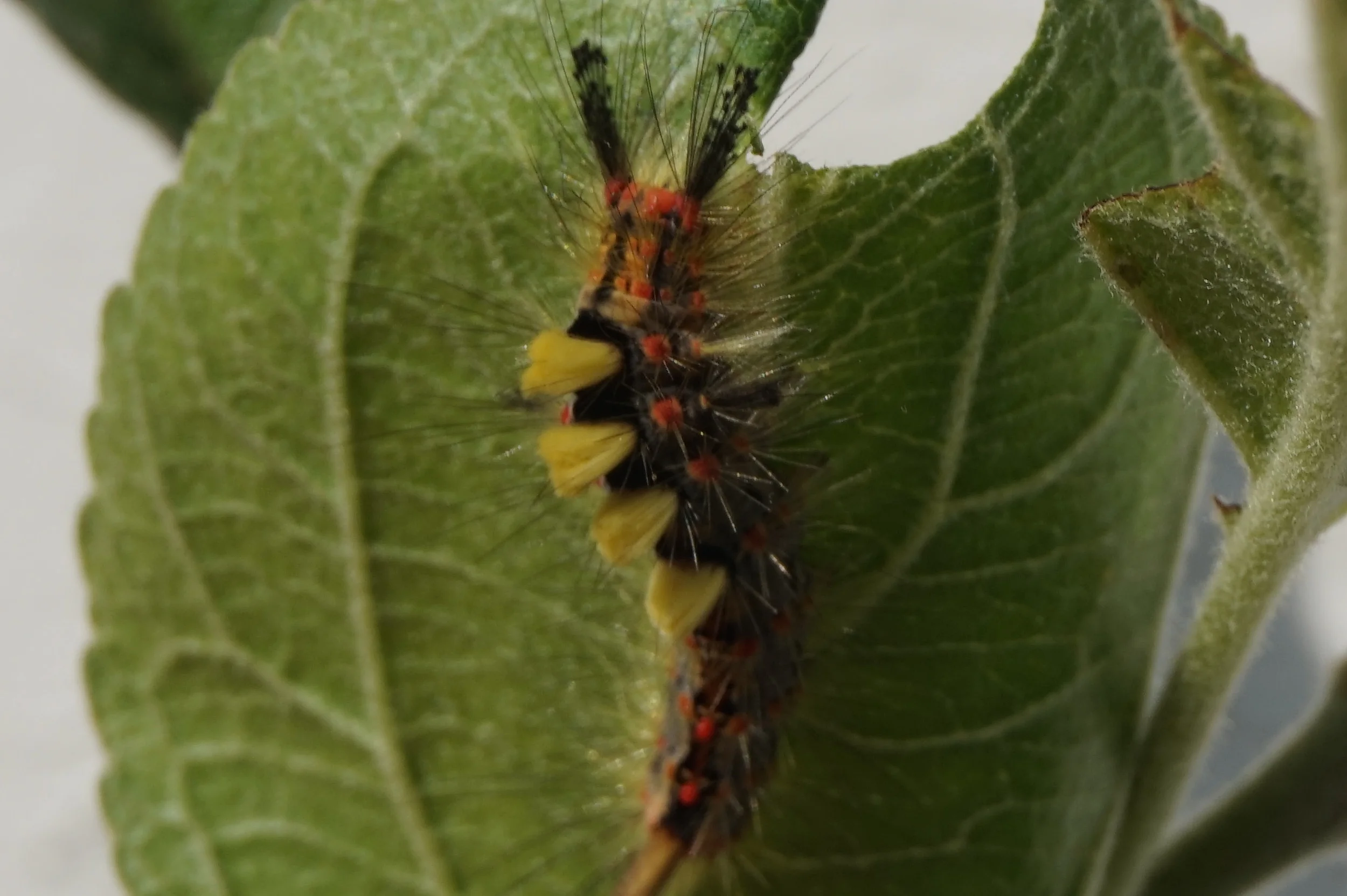 Rusty Tussock or Vapourer Moths
