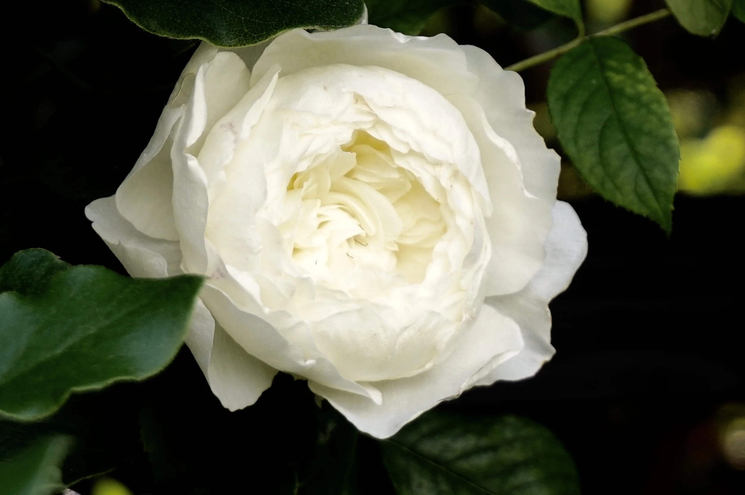 Didi + Bill's Rose