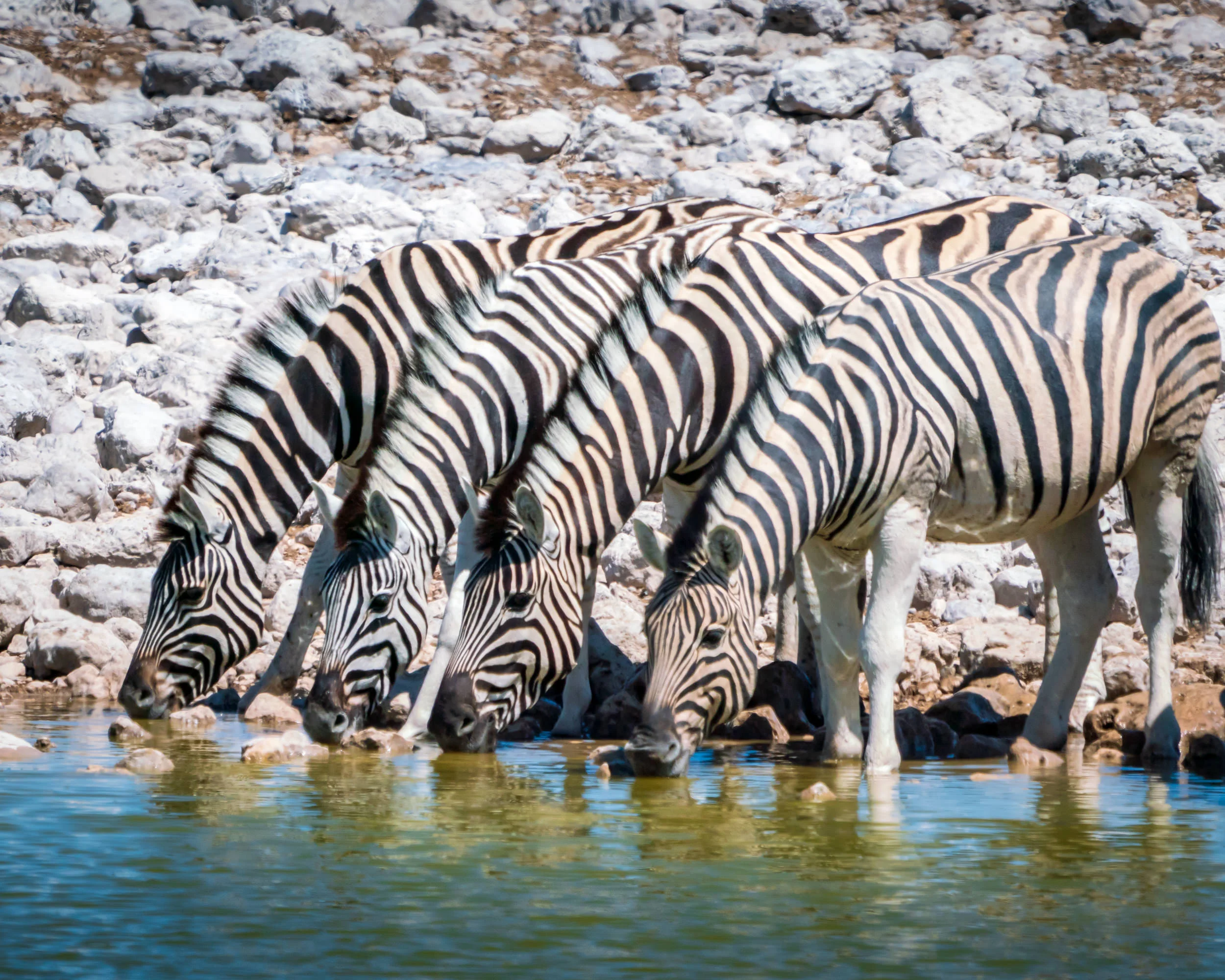 Zebras in a row