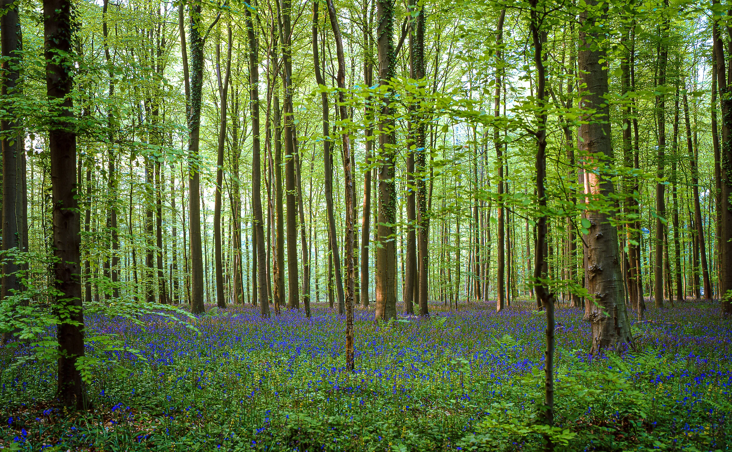 Hallerbos blue bells