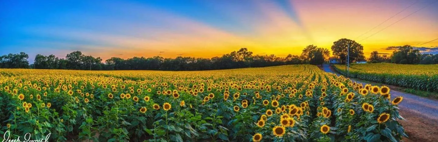 Sunflower Fields And Festivals Across The Tristar State Tristar Adventures