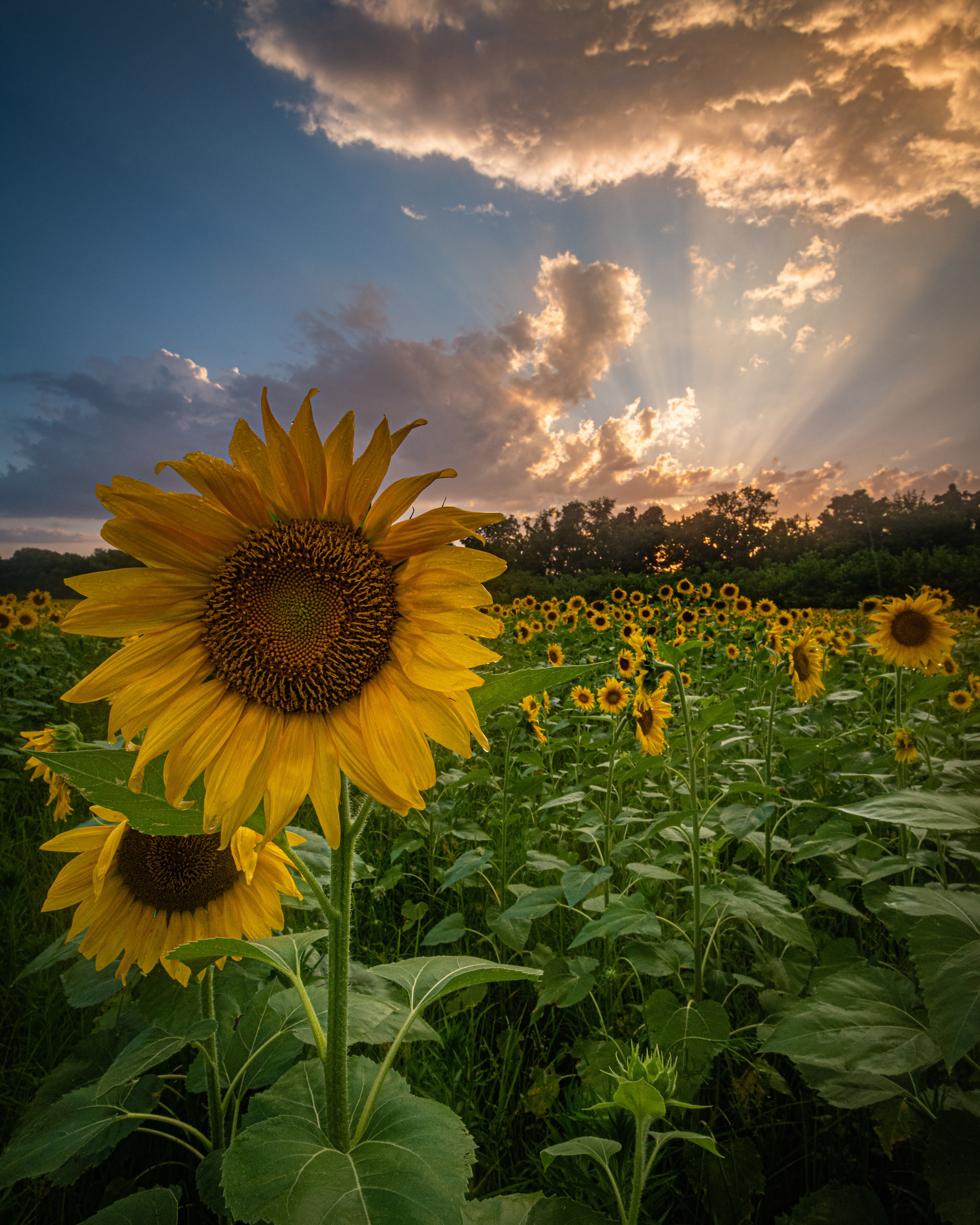 Sunflower Fields Instagram Picture Ideas Sunflower Field Pictures Hot Sex Picture