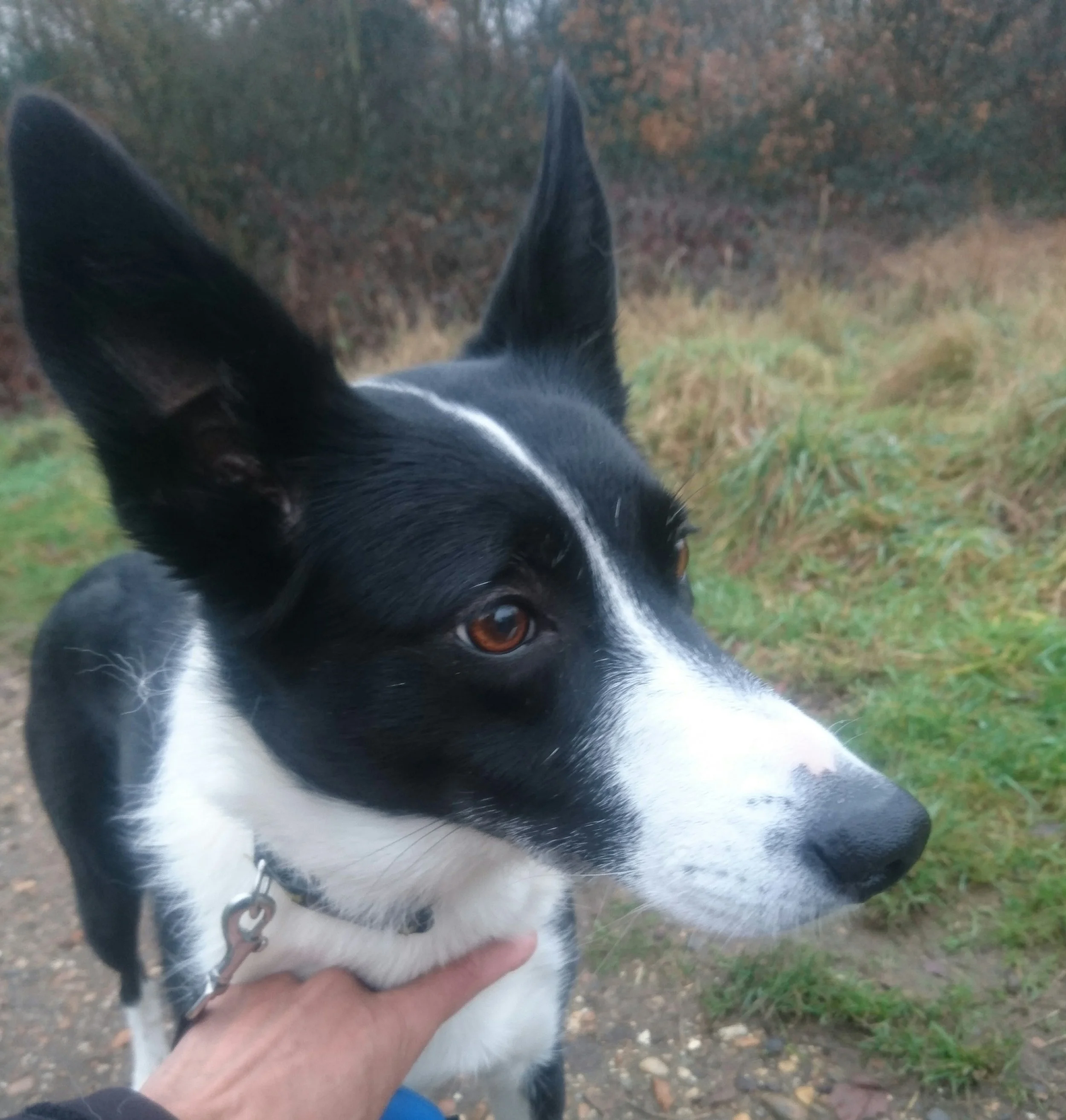 Bella 2.JPG