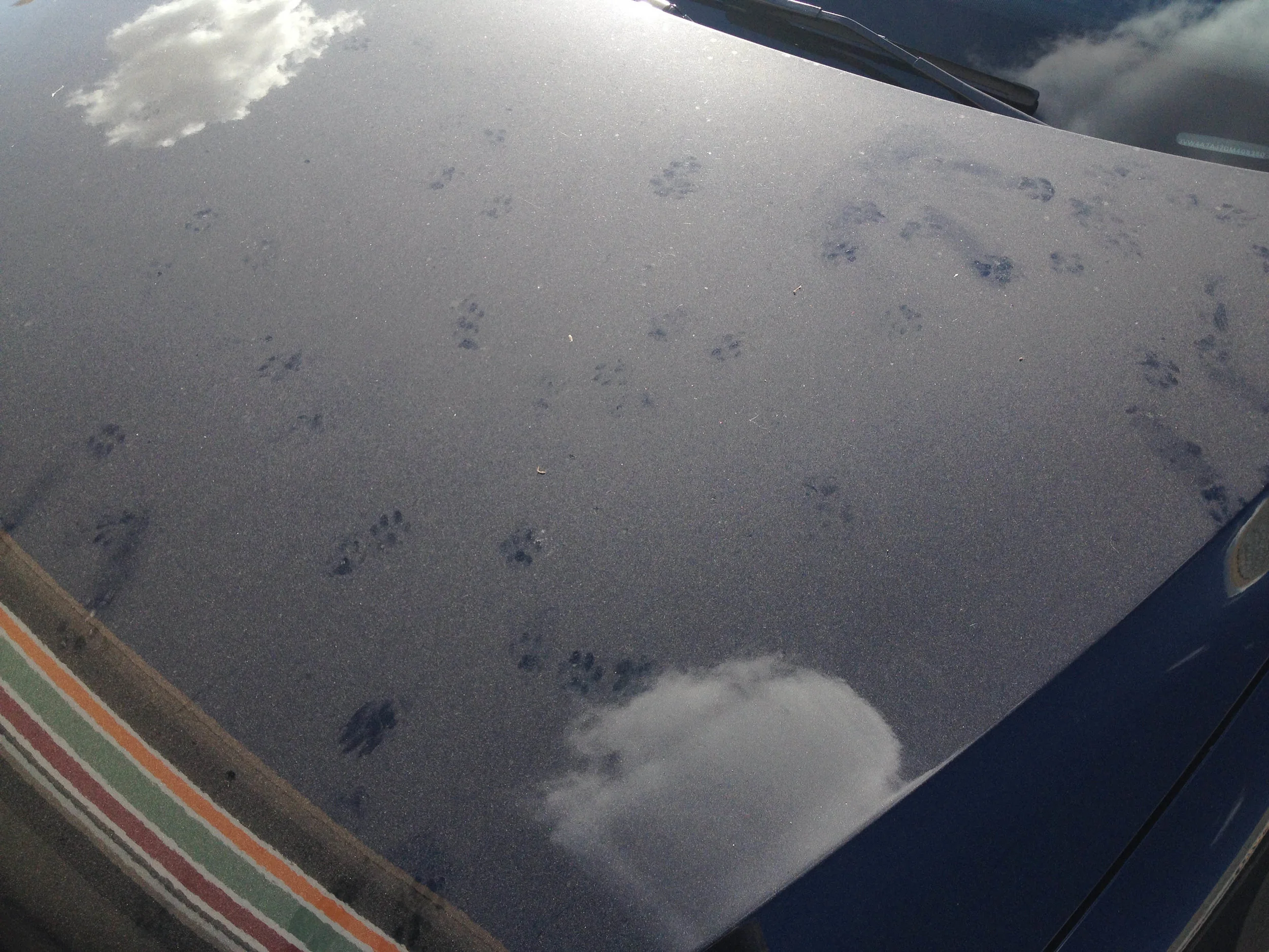711 cats. Digital Image. Various dimensions. 2014.
