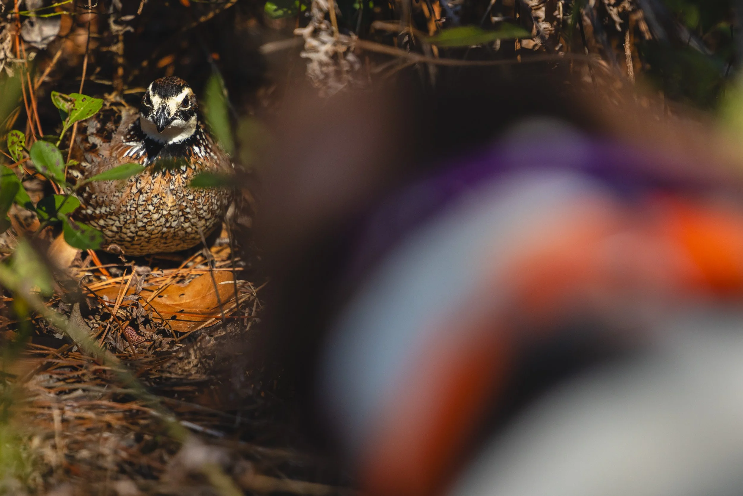 Georgia Quail Hunting_Bird Hunting_David Cannon Photography_web-2.jpg