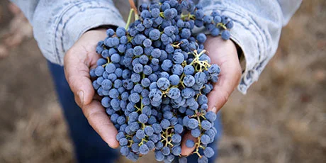 Grapes in hand.jpg