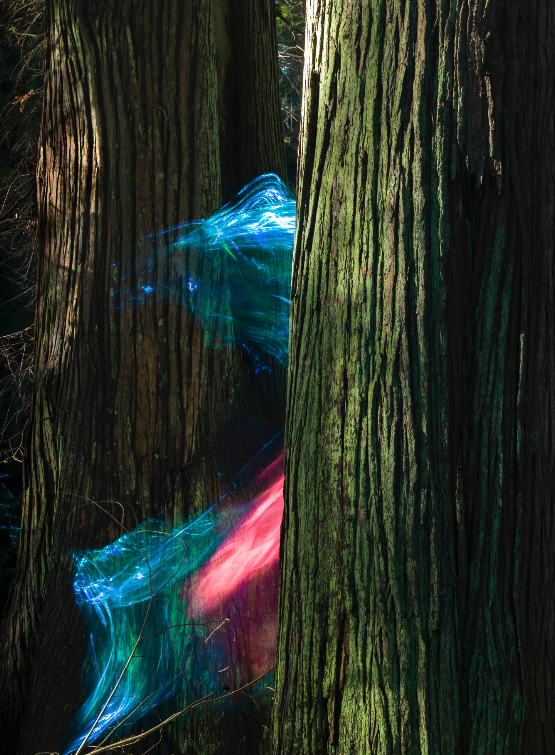 The tree man