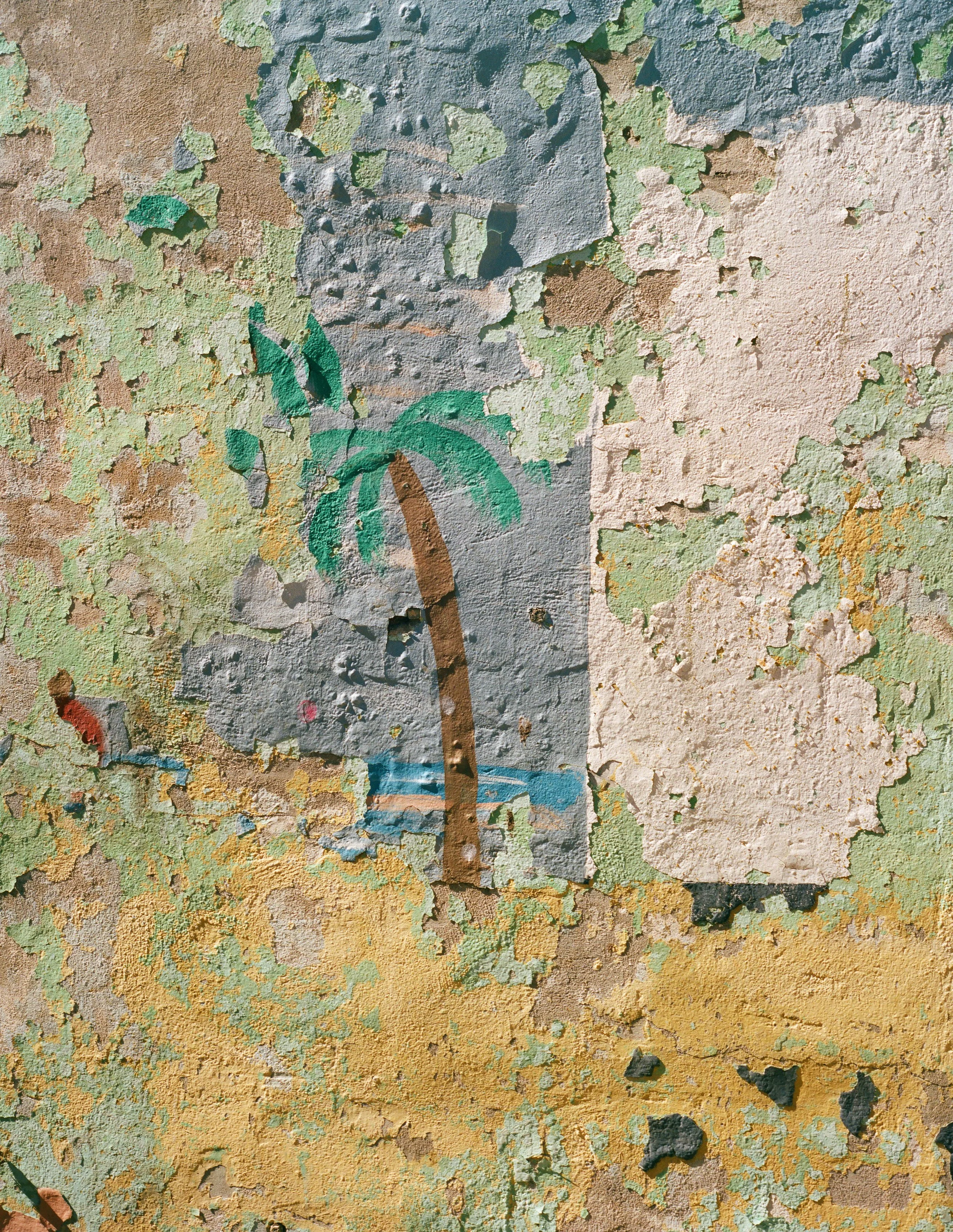 birchtree2525.jpg