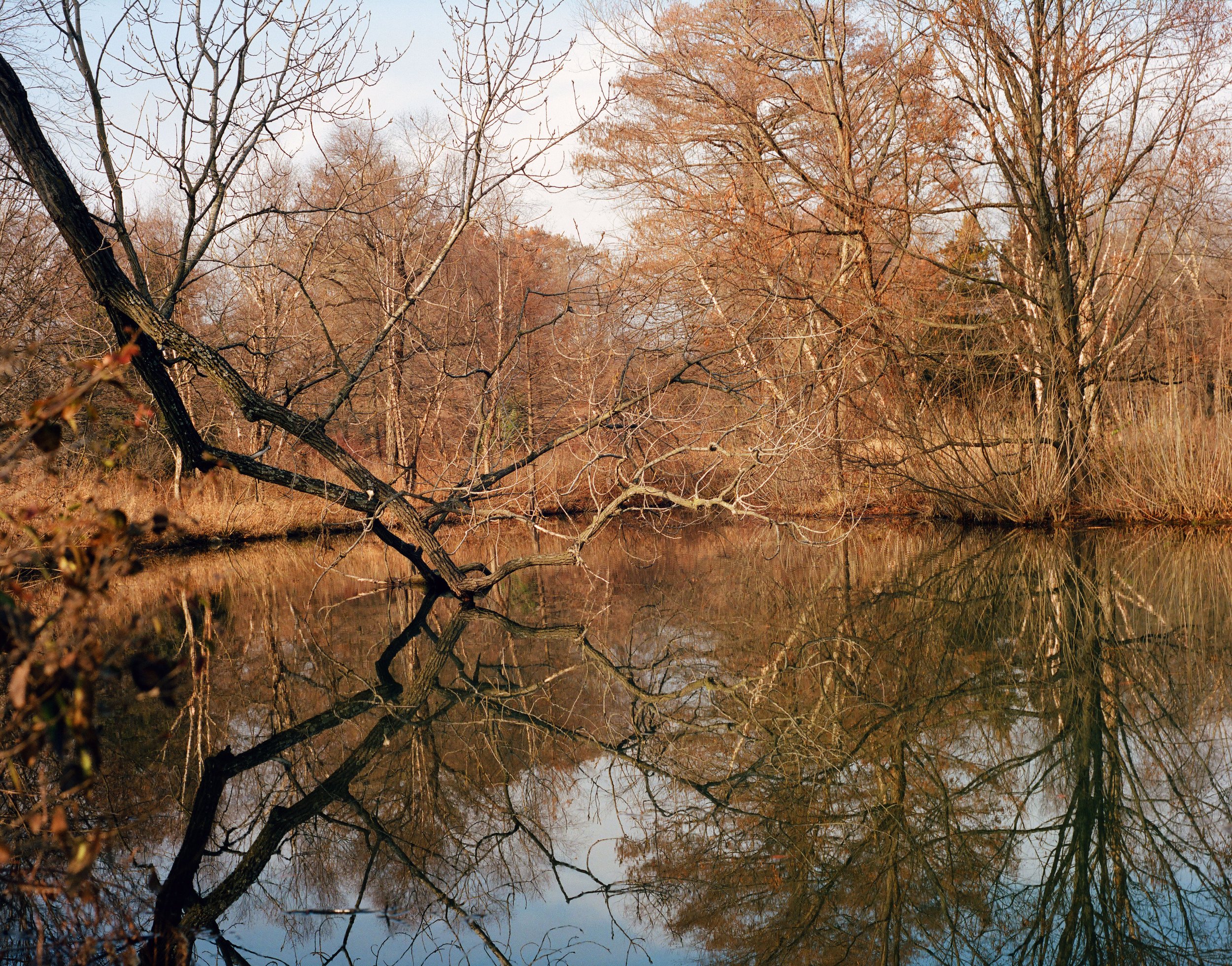 forestpark2228.jpg