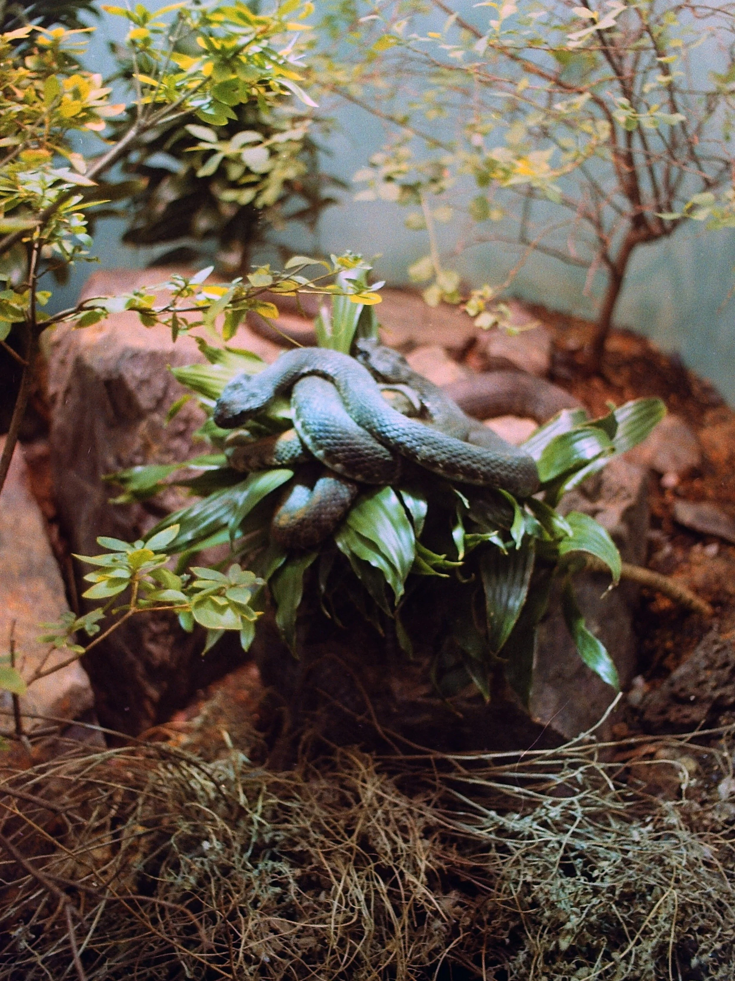 zoo117.jpg
